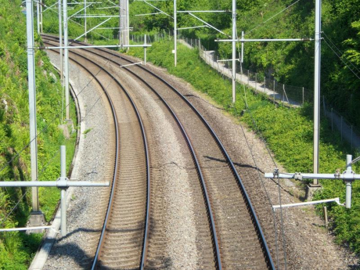 Көліктердің жанында әдемі есектер мен писькилер